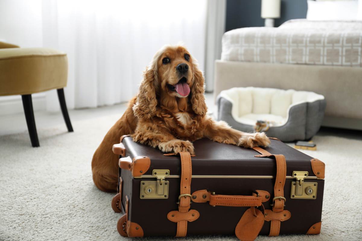 Streamline your travels with these must-have apps